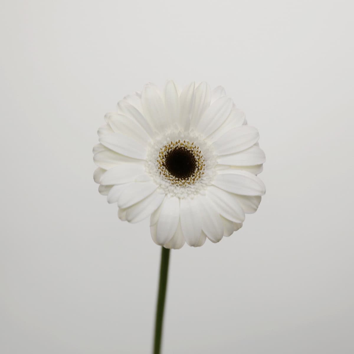 Mini Gerbera Whity