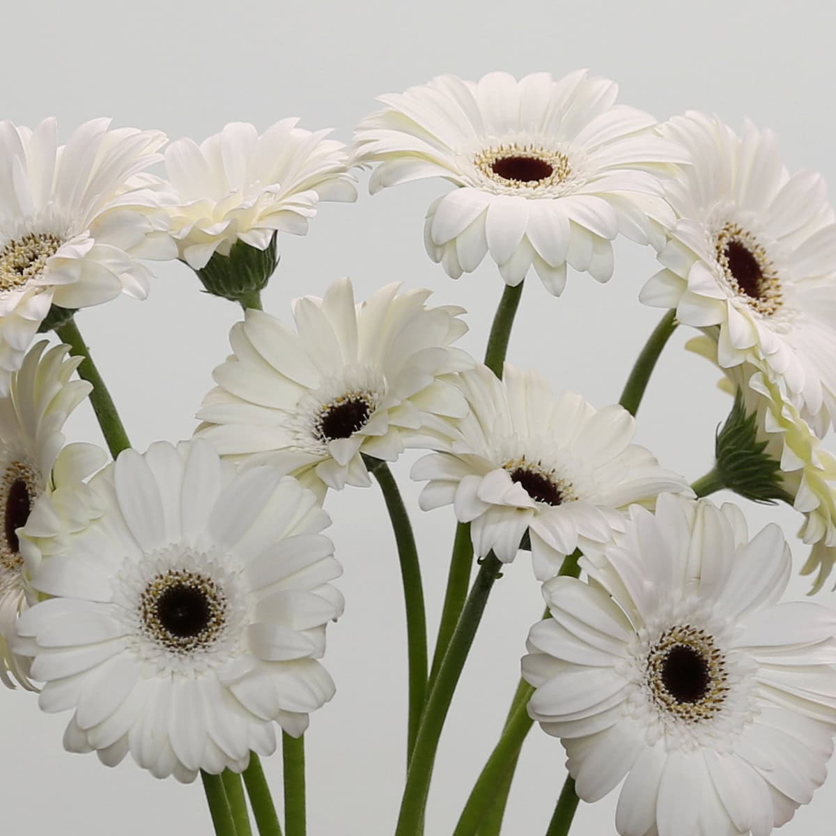 Mini Gerbera Whity (Bulk DIY)