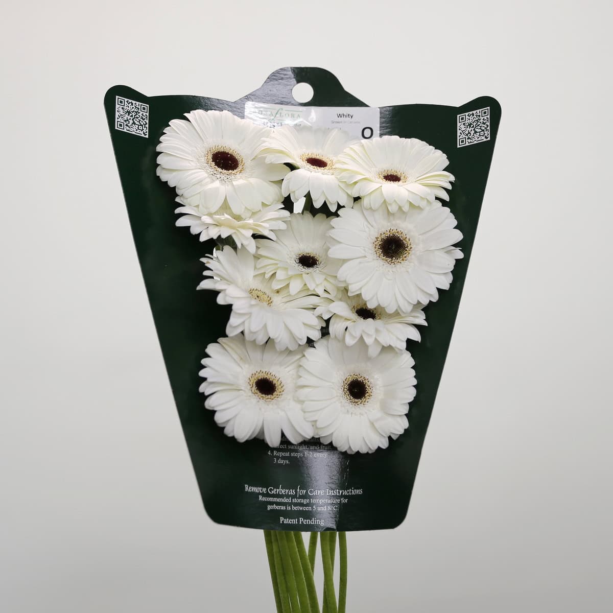 Mini Gerbera Whity (Bulk DIY)