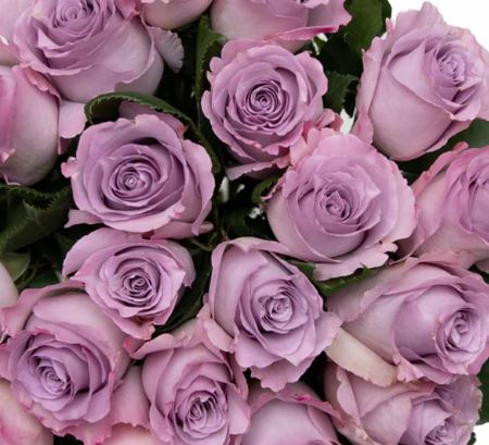 bunch of Blue Dream Lavender roses