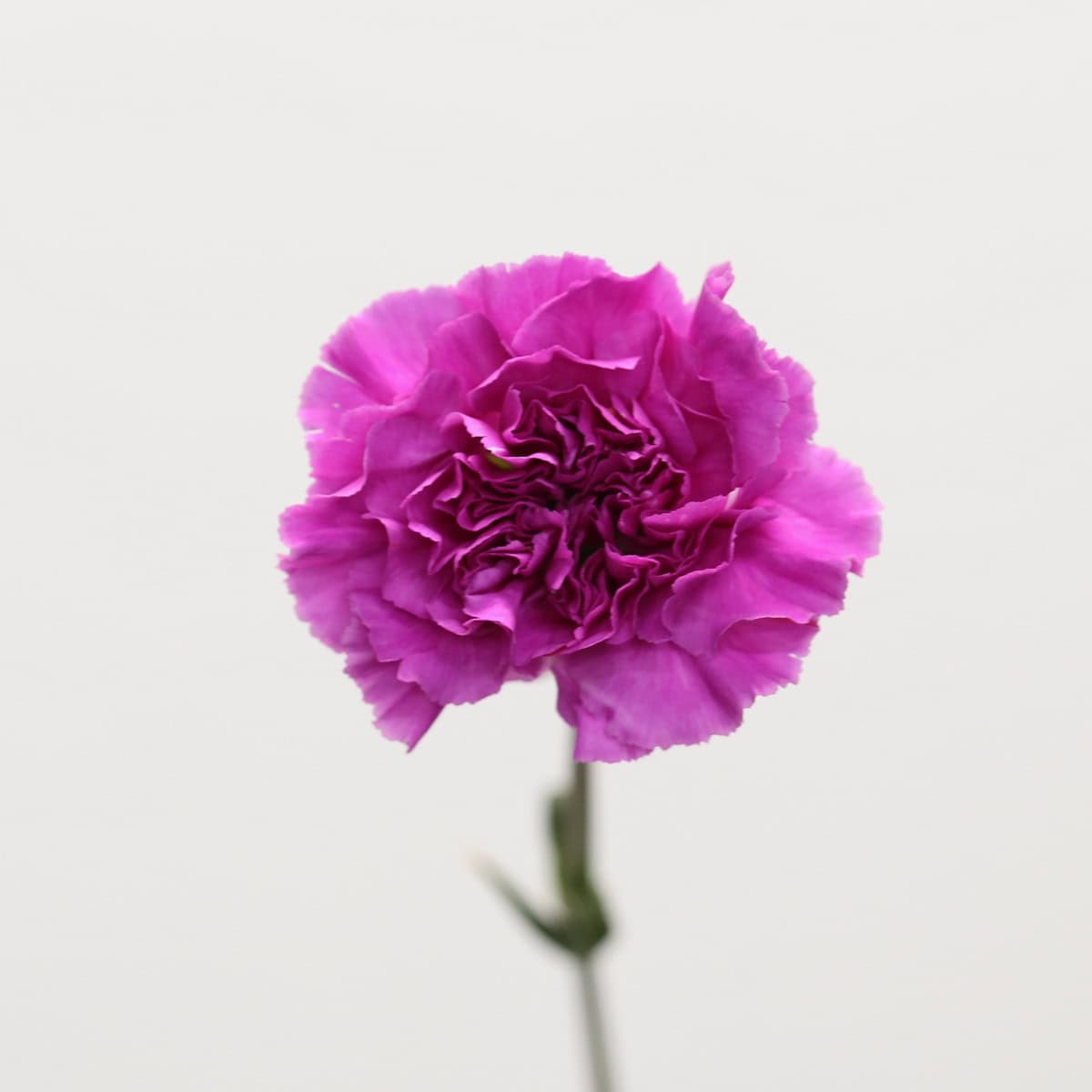 Close-up of a single lavender carnation flower with ruffled petals.