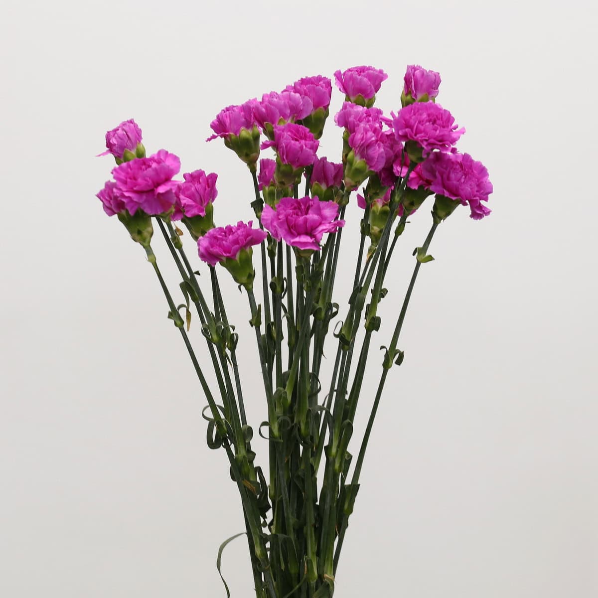 Cluster of vibrant lavender carnations with ruffled petals and green buds.