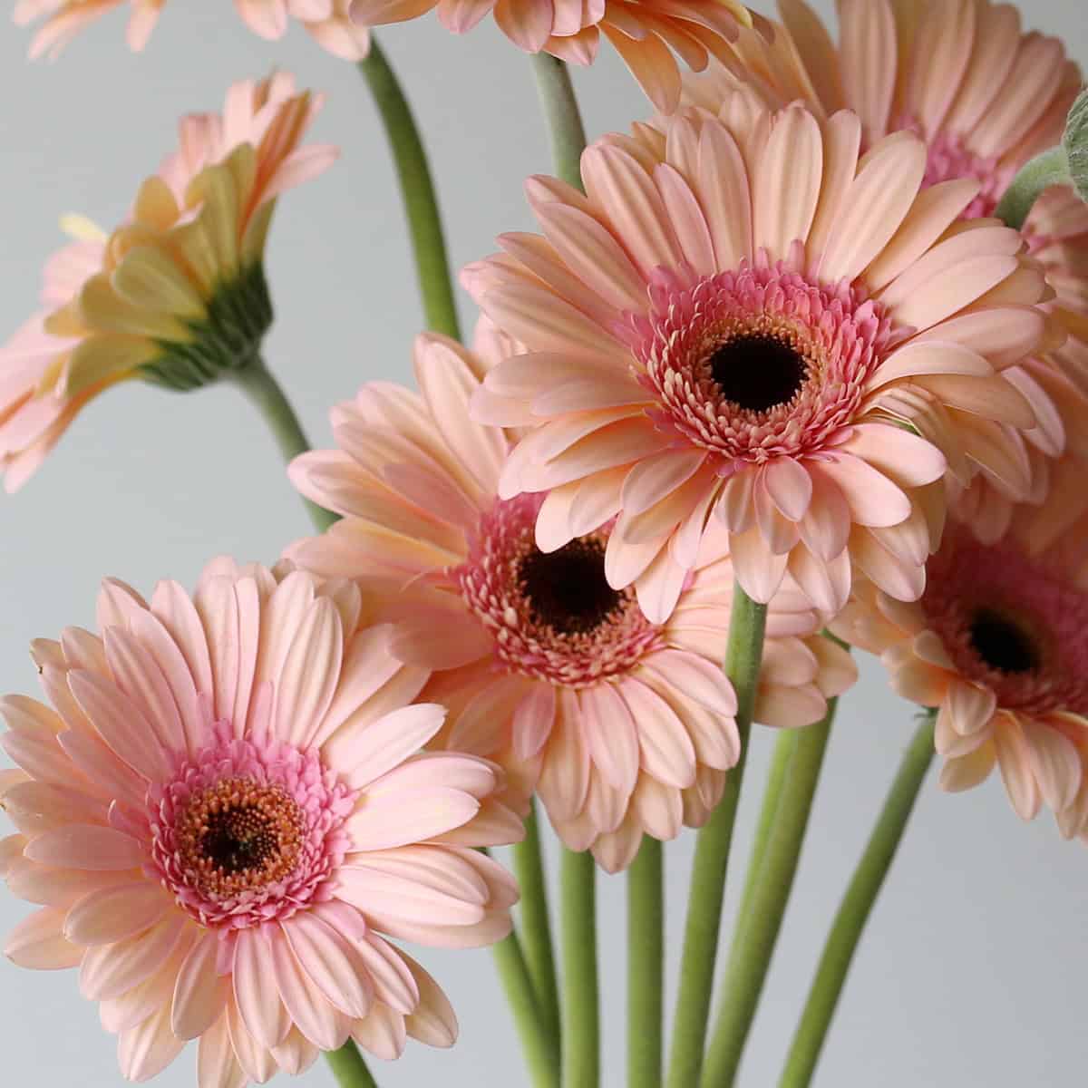 Gerbera Alliance (Bulk DIY)