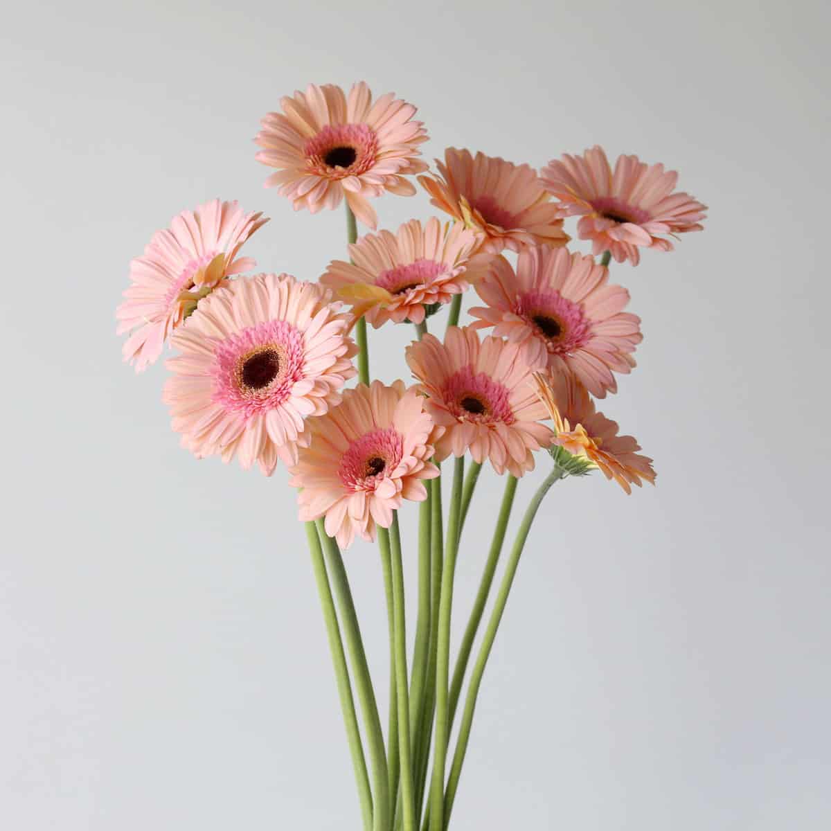 Gerbera Alliance pink