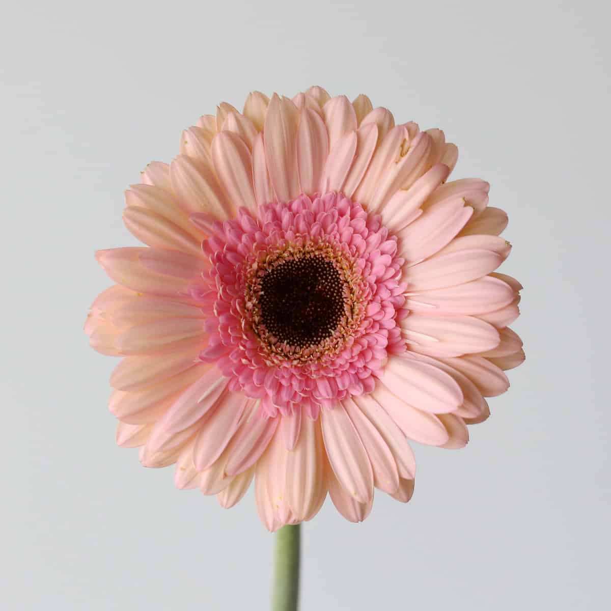 Gerbera Alliance pink