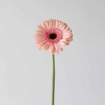 Gerbera Alliance (Bulk DIY)
