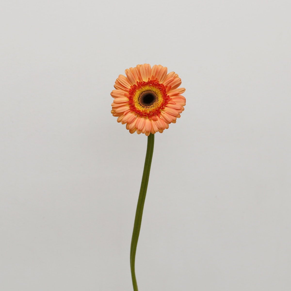 Gerbera Dino (Bulk DIY)