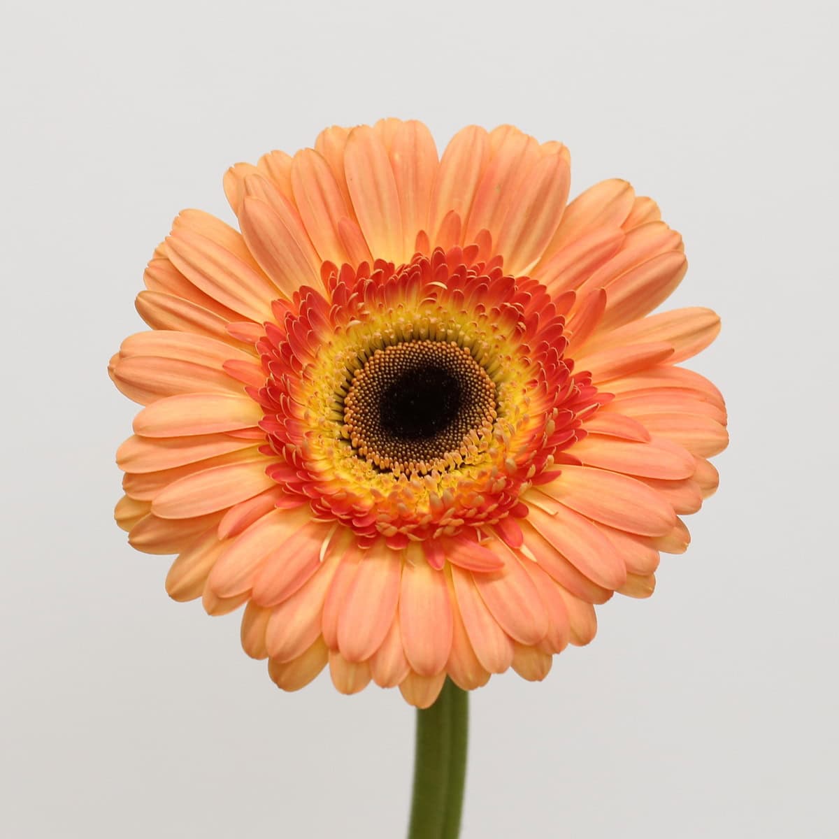 Gerbera Dino – Bulk DIY Orange Gerbera