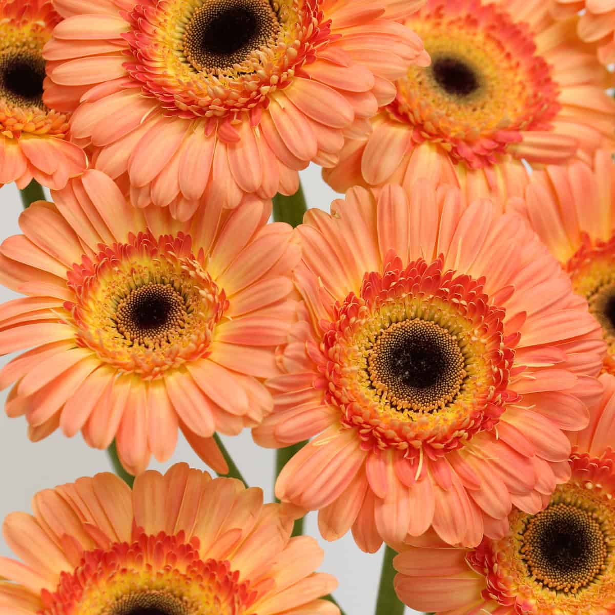 Gerbera Dino (Bulk DIY)