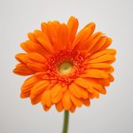 Gerbera Eureka (Bulk DIY)