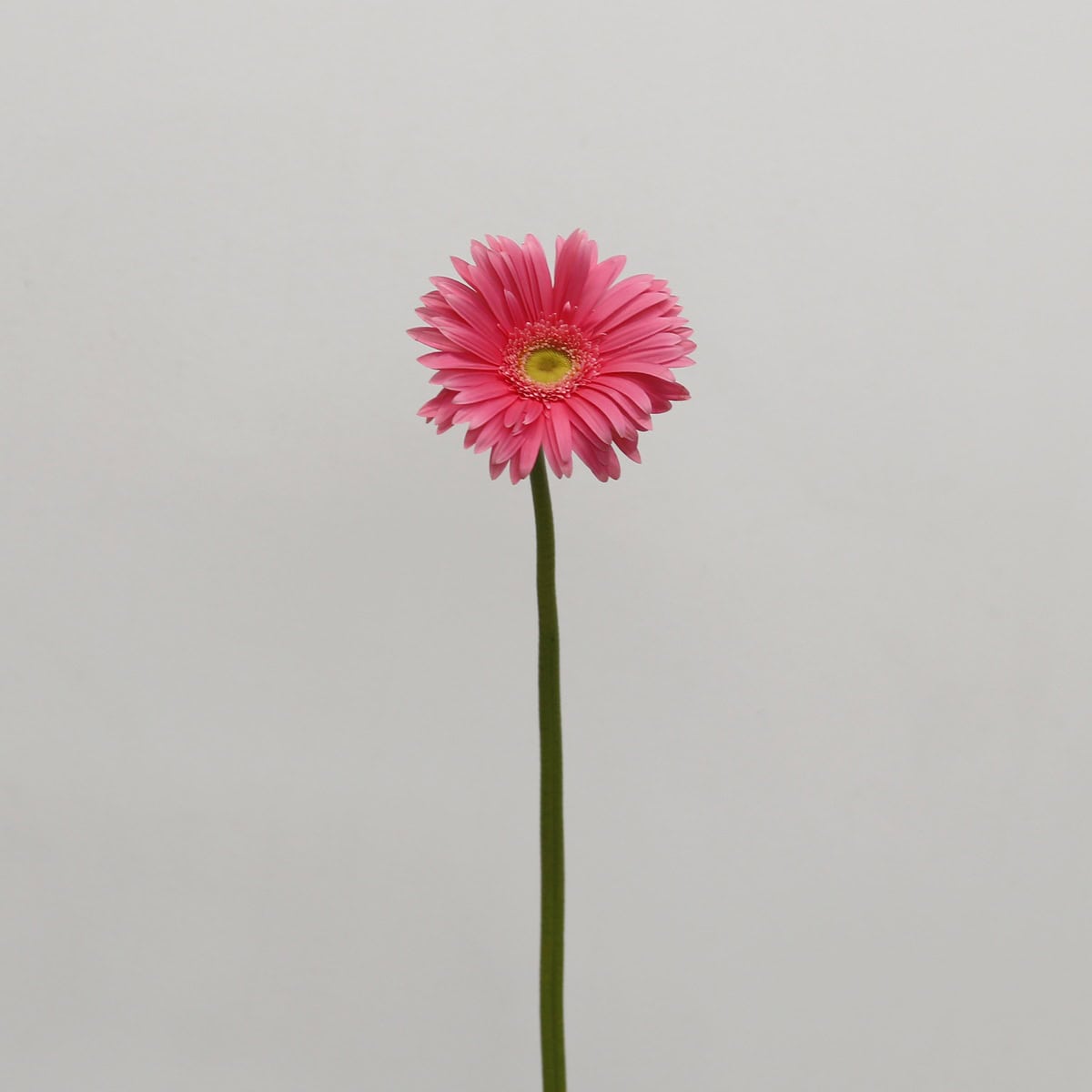 Gerbera Izza (Bulk DIY)
