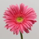 Gerbera Izza (Bulk DIY)
