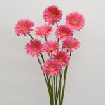 Gerbera Izza (Bulk DIY)
