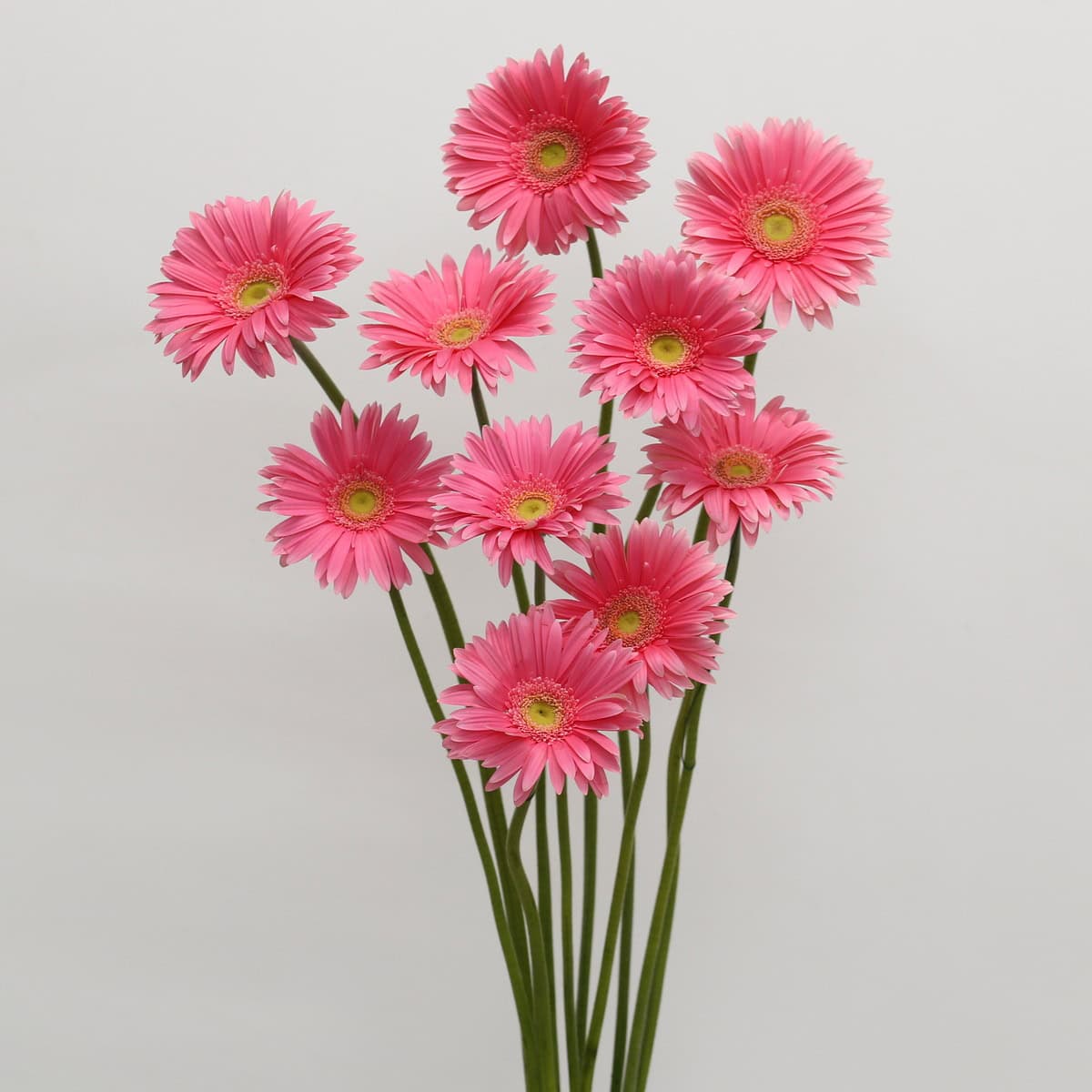 Gerbera Izza – Bulk DIY Hot Pink Gerberas