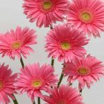 Gerbera Izza (Bulk DIY)