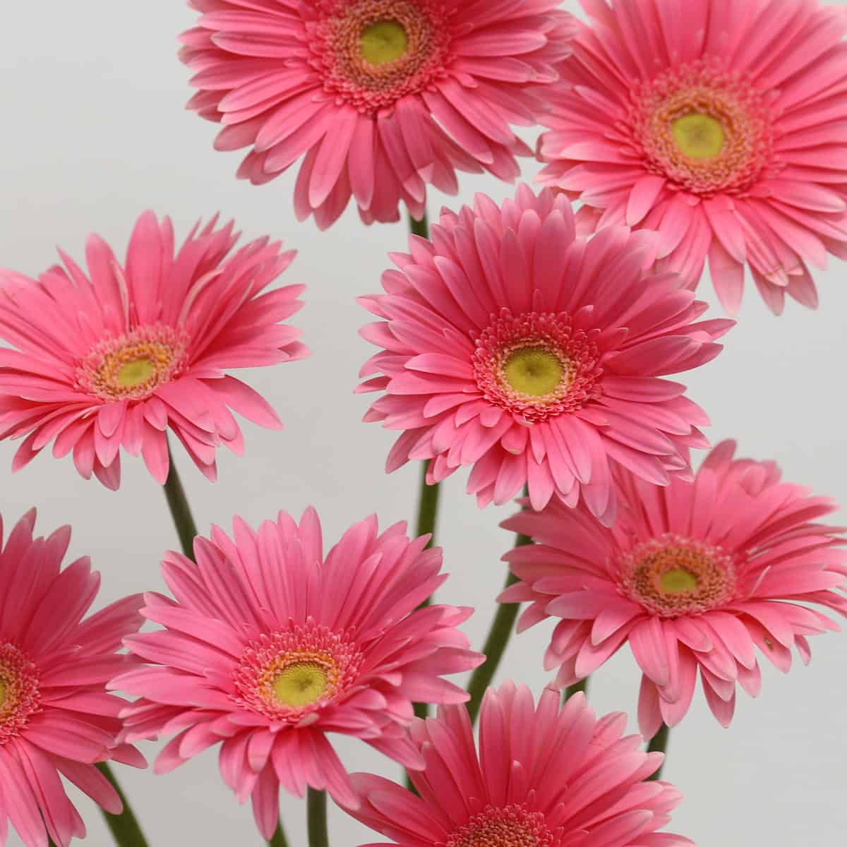Gerbera Izza (Bulk DIY)
