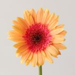 Gerberas Julia 2 tons - en vrac