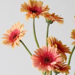 Gerberas Julia 2 tons - en vrac