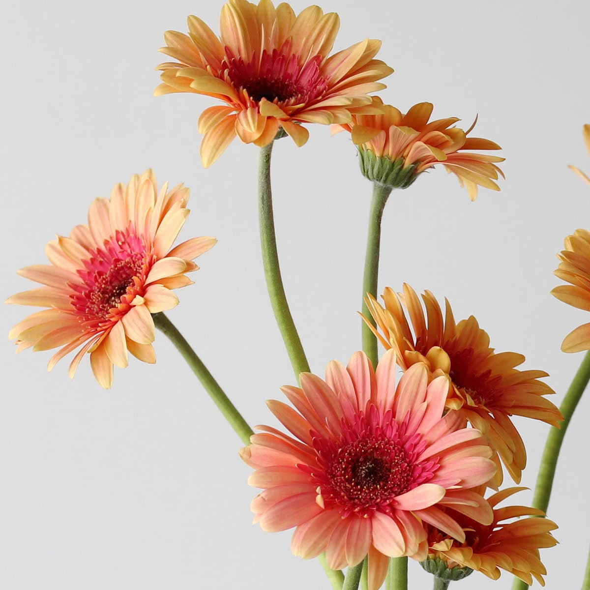 Gerberas Julia 2 tons - en vrac