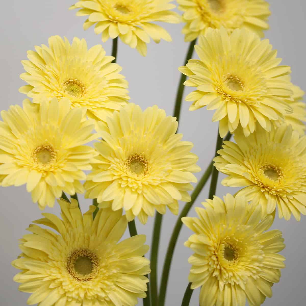 Gerbera Passito (Bulk DIY)