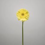 Gerbera Passito (Bulk DIY)