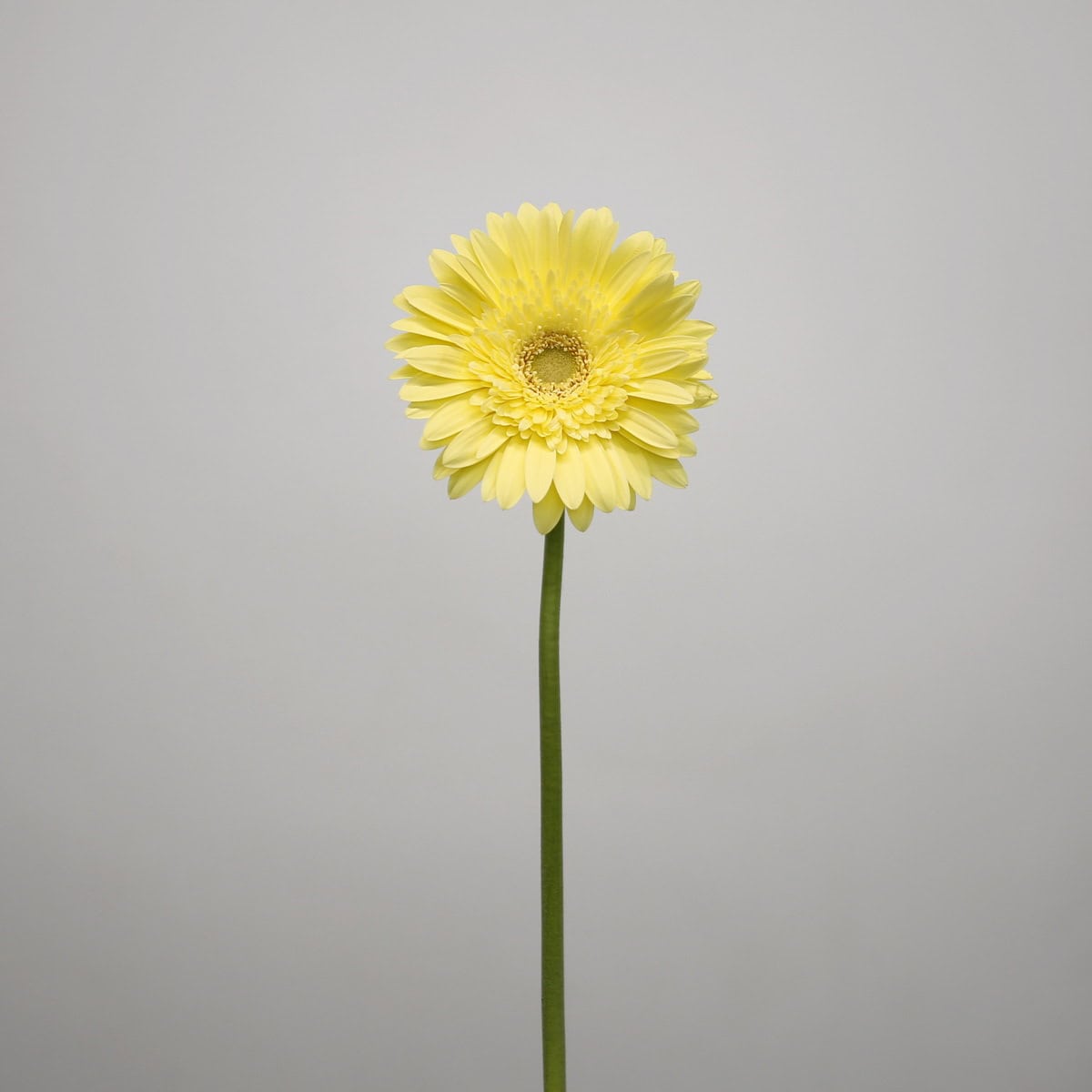 Gerbera Passito (Bulk DIY)