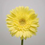 Gerbera Passito (Bulk DIY)