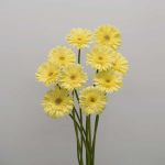 Gerbera Passito (Bulk DIY)