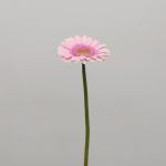 Gerbera Davina (Bulk DIY)