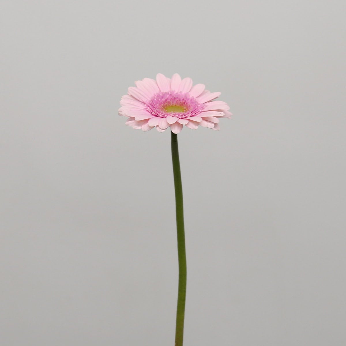 Gerbera Davina (Bulk DIY)