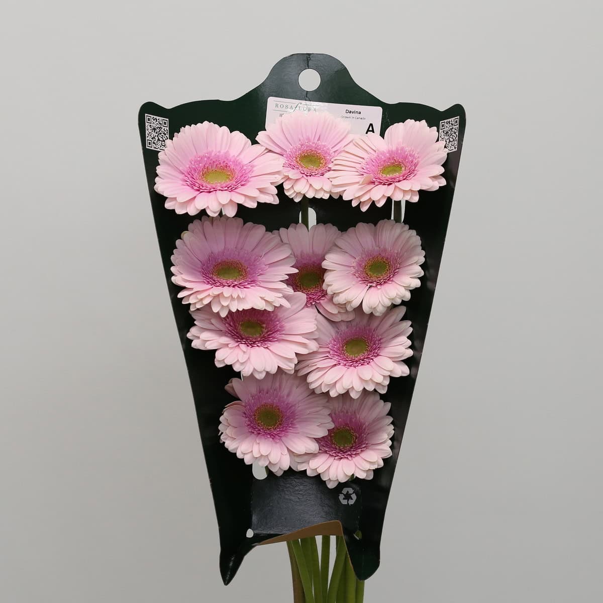 Gerbera Davina (Bulk DIY)