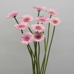 Gerbera Davina (Bulk DIY)