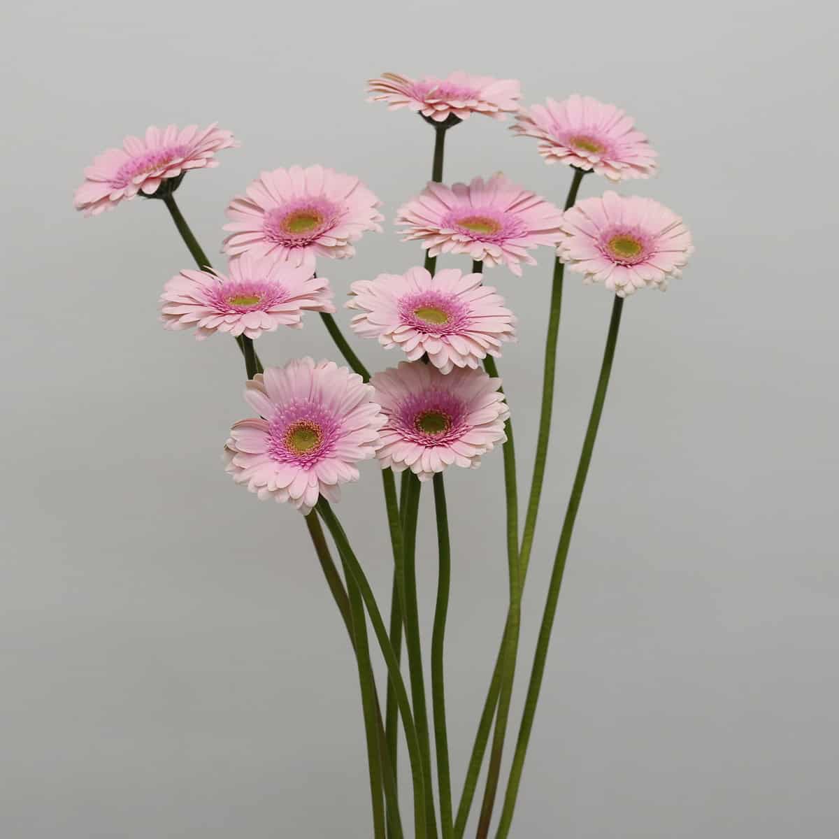 Gerbera Davina