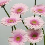 Gerbera Davina (Bulk DIY)