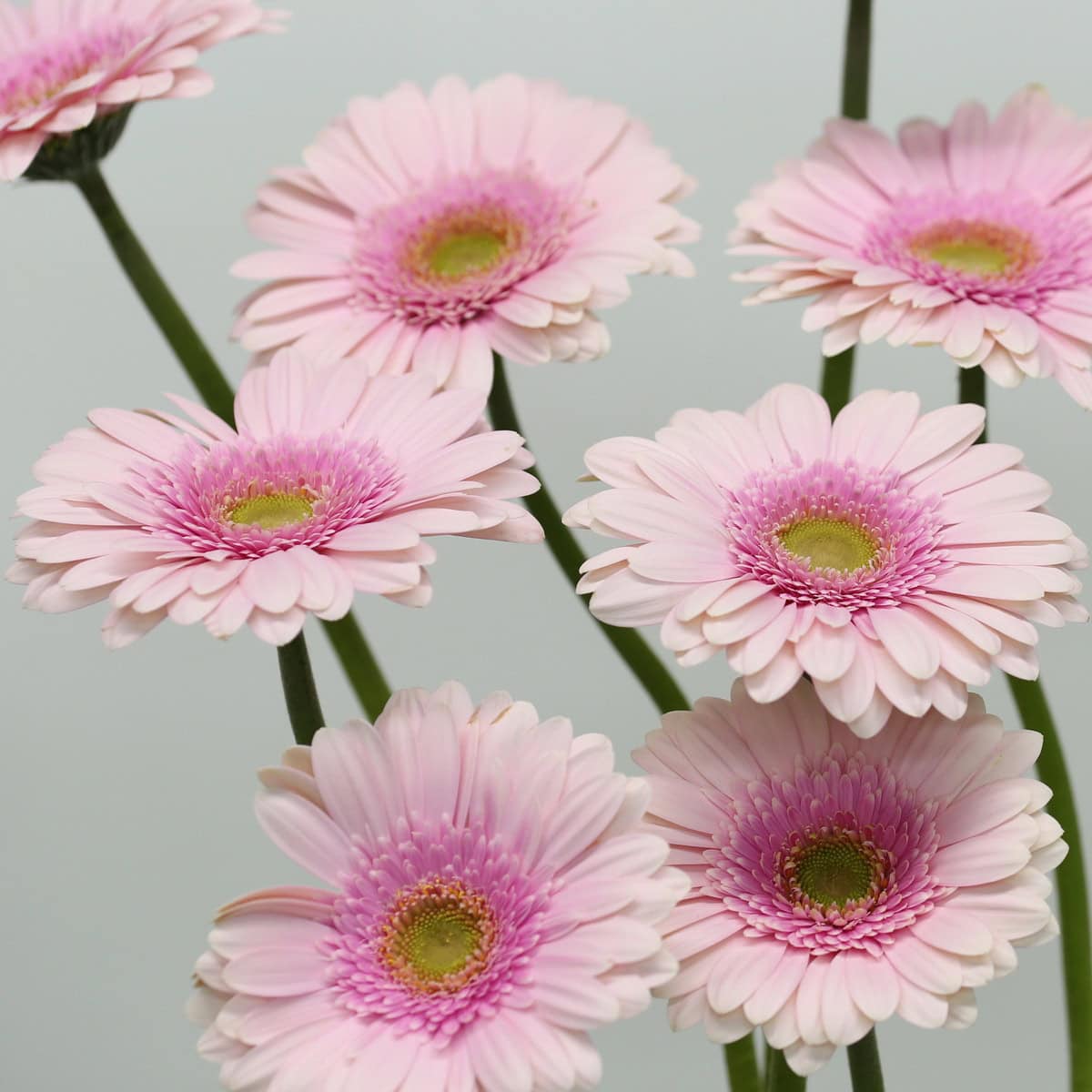 Gerbera Davina (Bulk DIY)