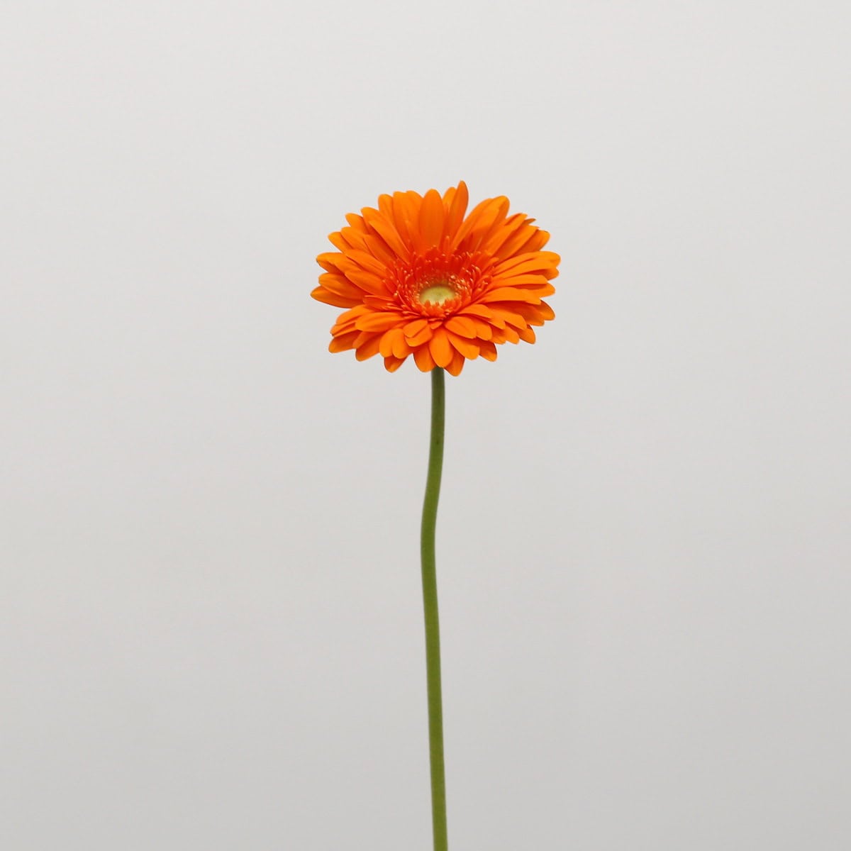 Gerbera Eureka (Bulk DIY)