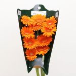 Gerbera Eureka (Bulk DIY)