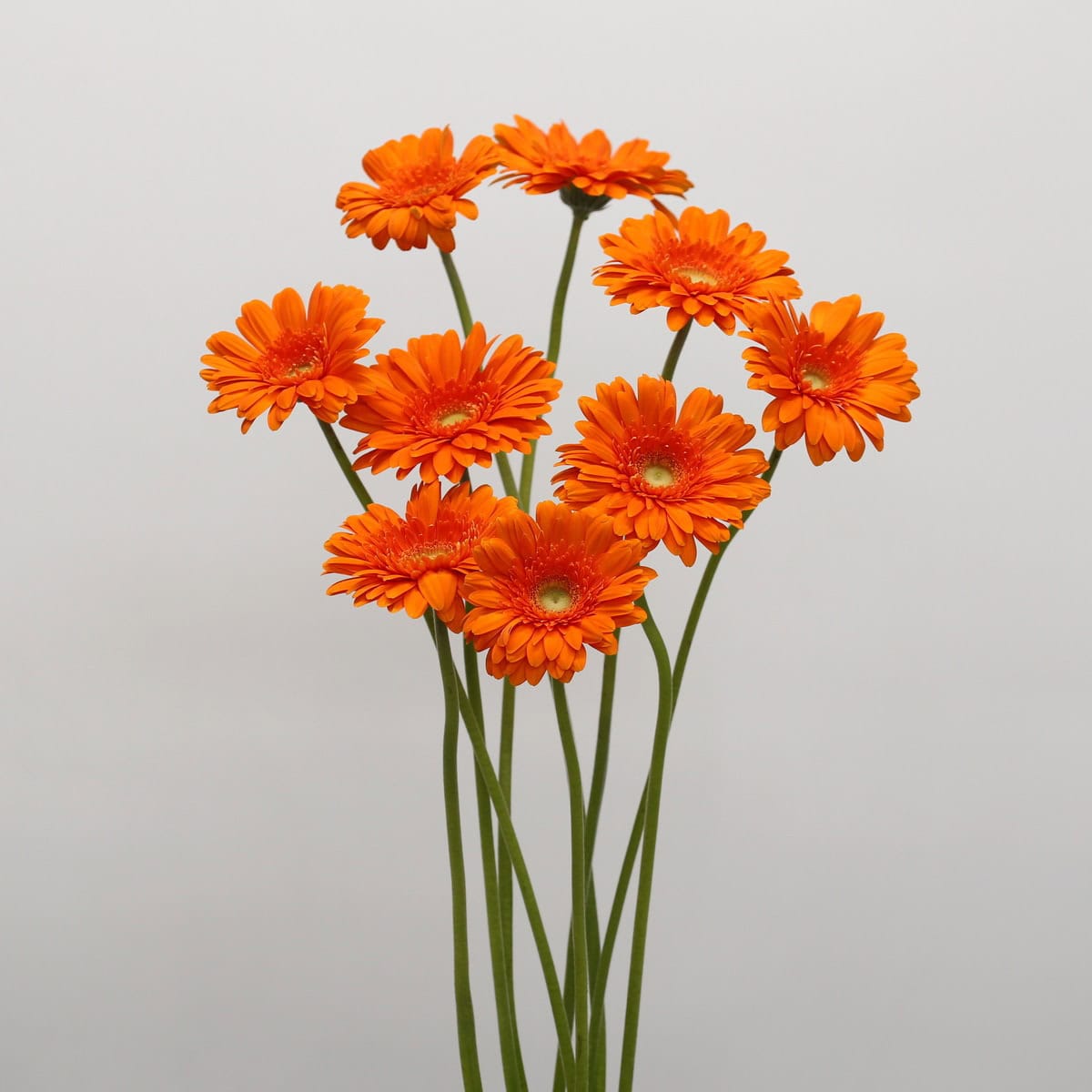 Gerbera Eureka