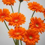 Gerbera Eureka (Bulk DIY)