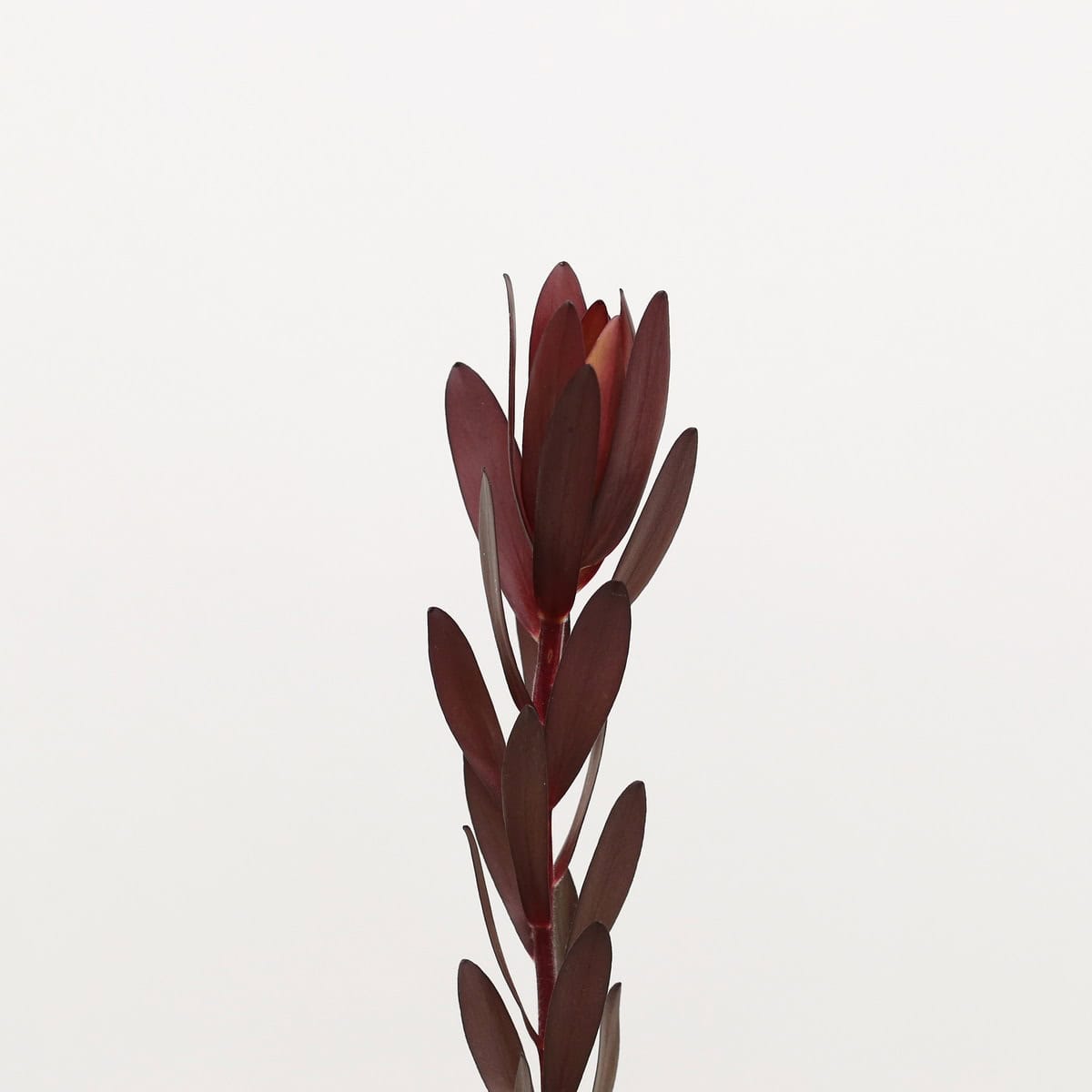 Leucadendron Safarii Sunset