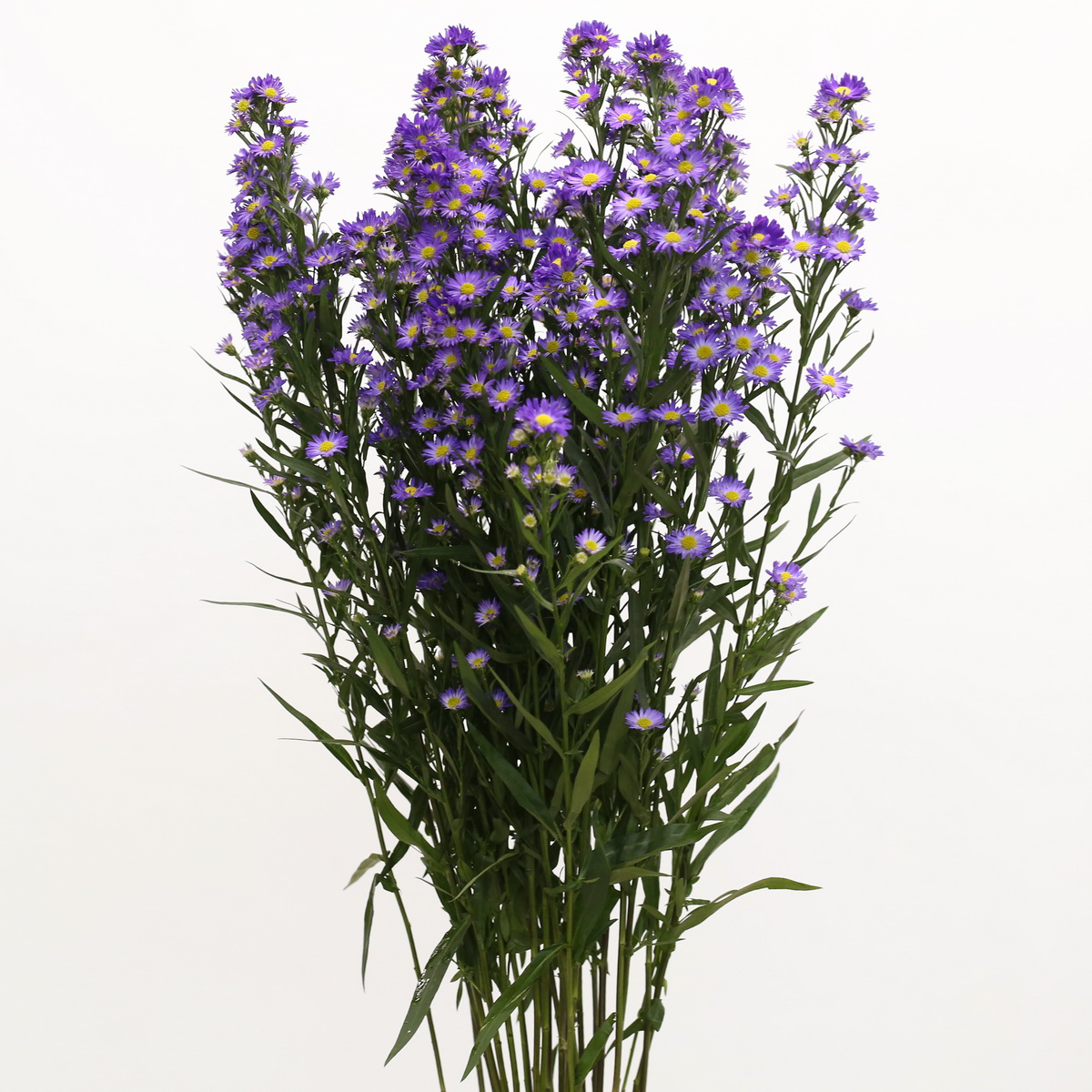 Mini Aster Purple – Bulk DIY Filler Flowers for Weddings & Bouquets