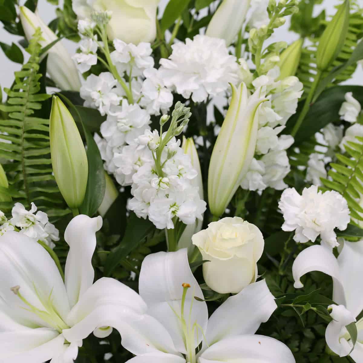 Morning Stars arrangement