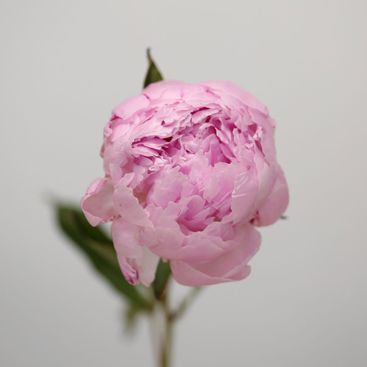Peonies Assorted