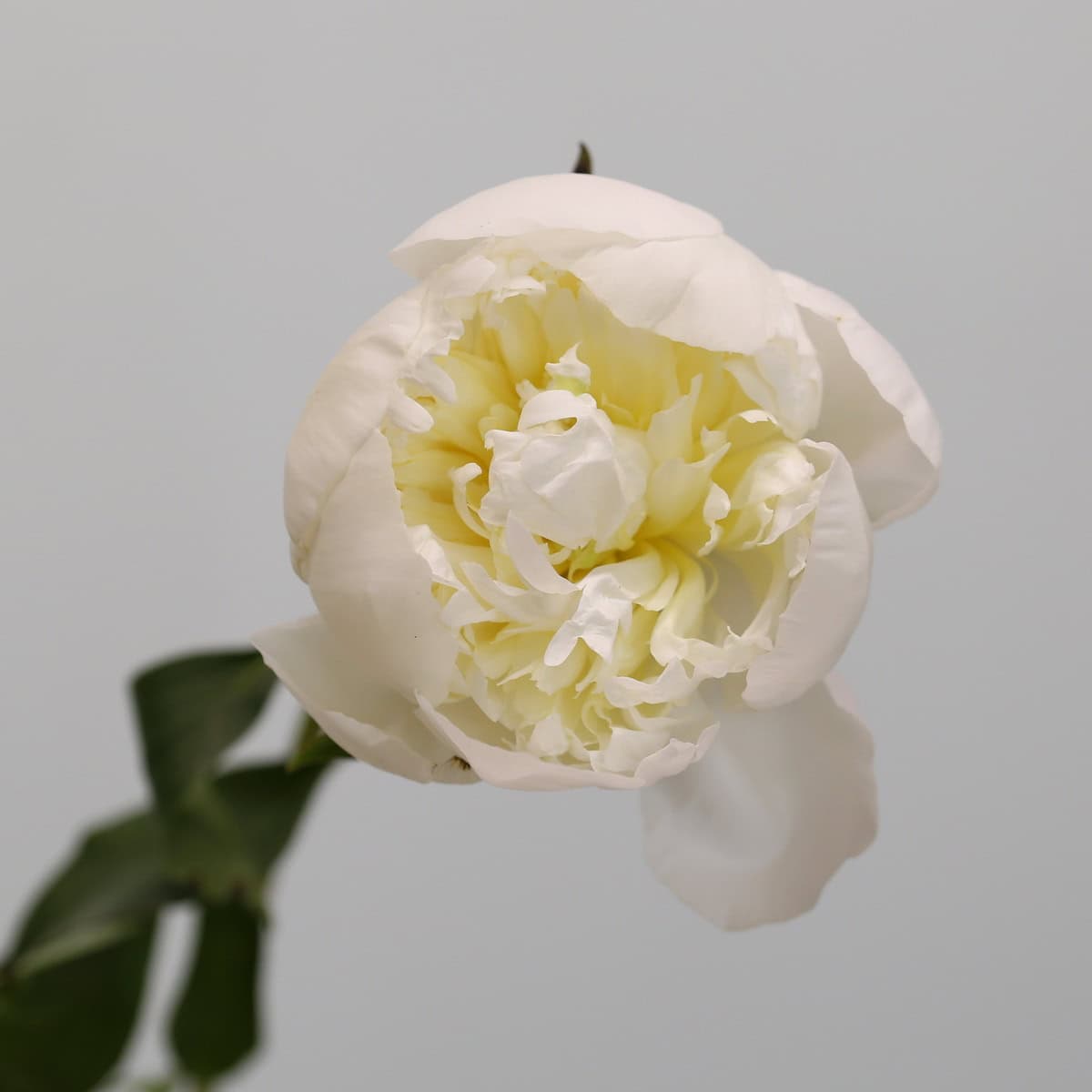 Peonies Assorted