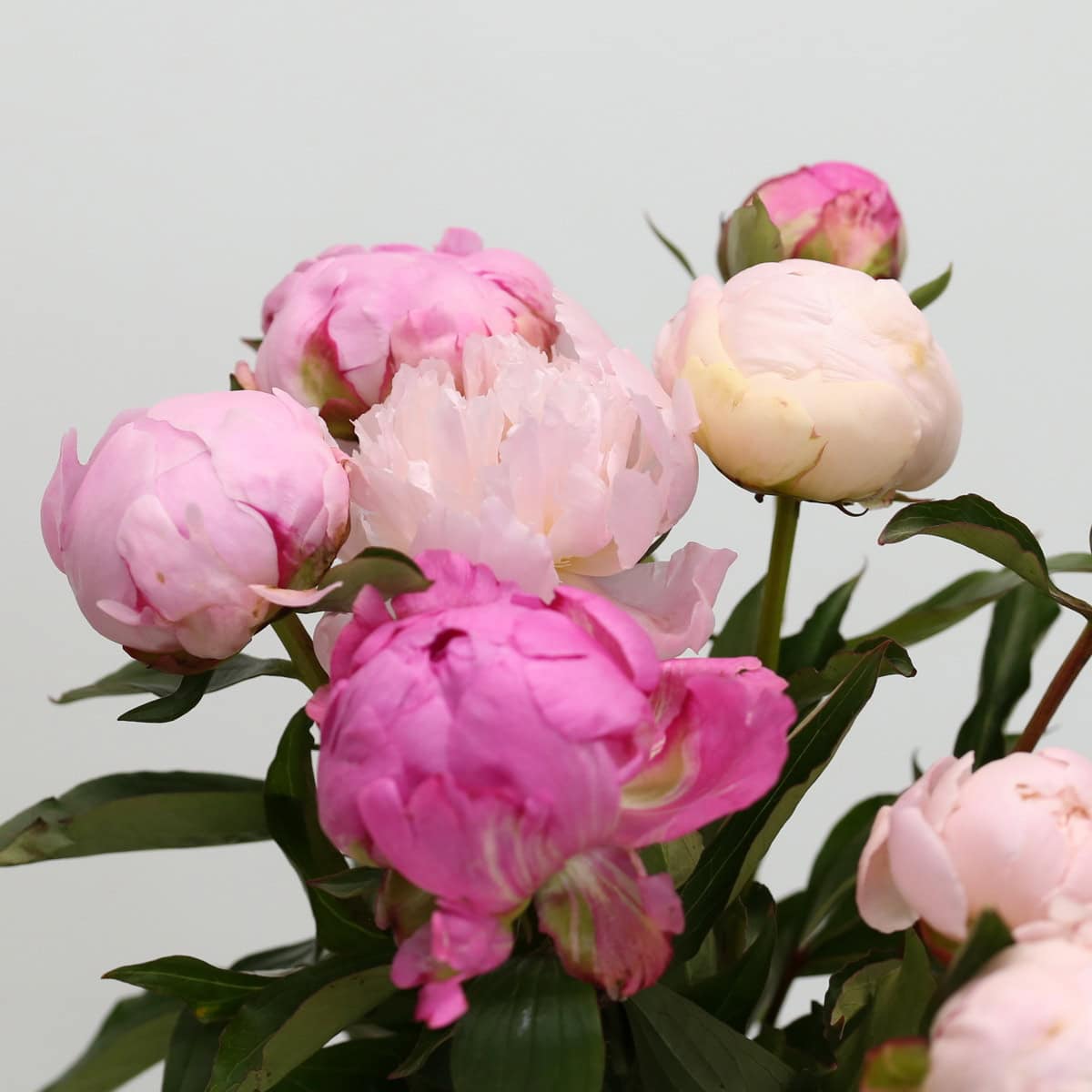Peonies Assorted