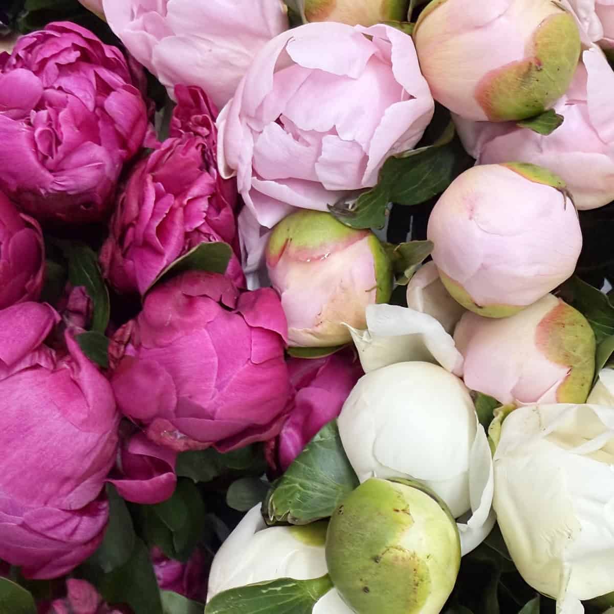 Peonies Assorted