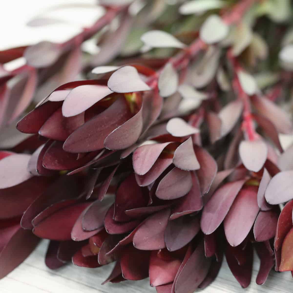 Leucadendron Safari Sunset (Bulk DIY) hover