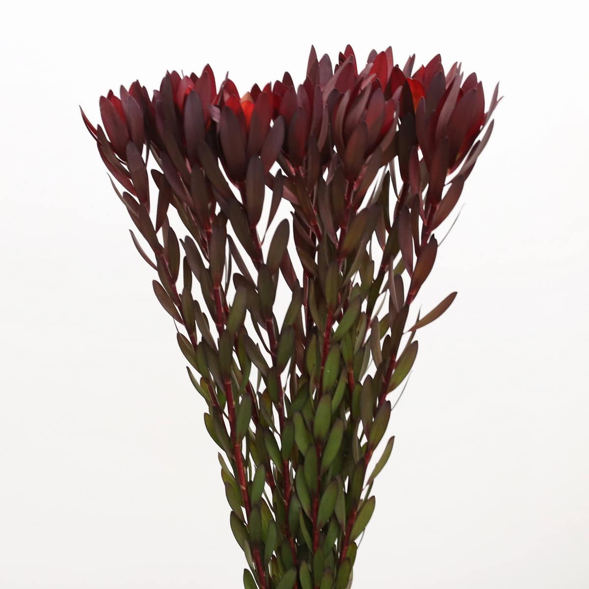 Leucadendron Safari Sunset (Bulk DIY)