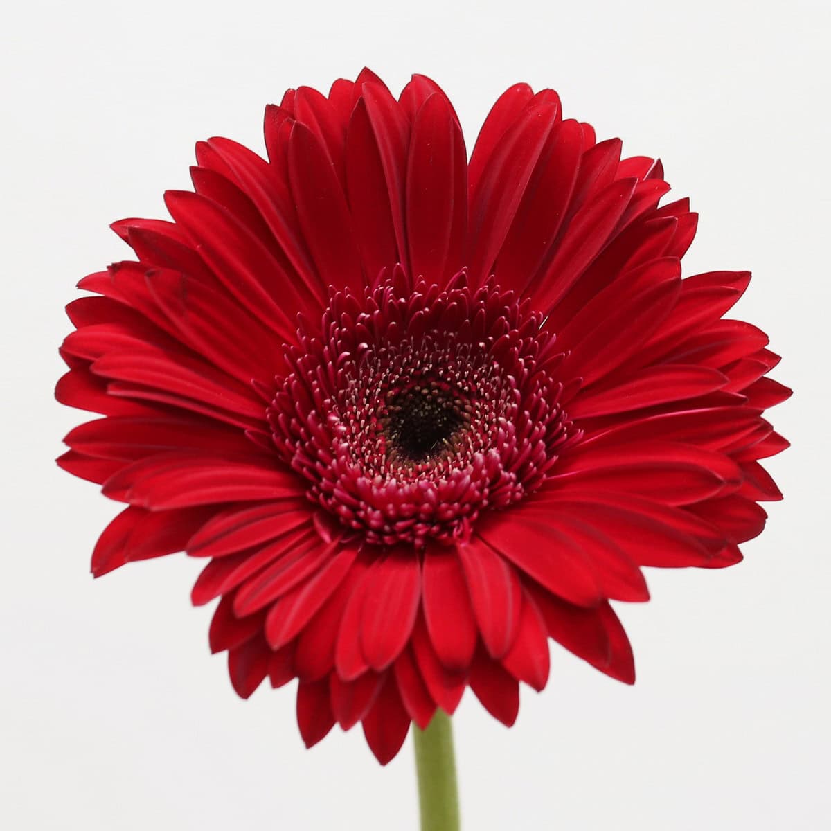 Gerbera Amarone – Bulk DIY Flowers