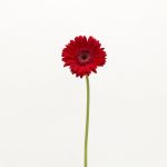Gerbera Amarone (Bulk DIY)
